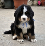 m blue 5 weeks 9