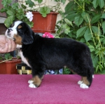 m brown 5 weeks 1