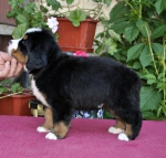 m brown 5 weeks 3