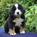 m brown 7 weeks 11