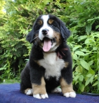 m brown 7 weeks 18