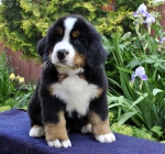 m brown 7 weeks 29