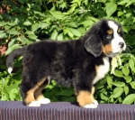 m brown 7 weeks 3