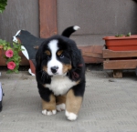 m brown 7 weeks 6