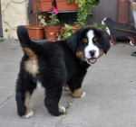 m brown 7 weeks 7