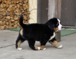 m brown 7 weeks 8