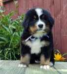 m w blue 5 weeks