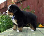 m w blue 5 weeks 2