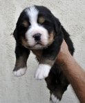 m brown 3 weeks 1
