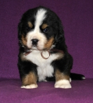 m brown 4 weeks 6