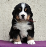 m brown 5 weeks