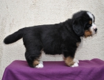 m brown 5 weeks 1