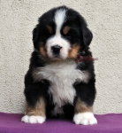 m brown 5 weeks 3