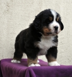 m brown 5 weeks 4