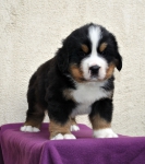 m brown 5 weeks 5