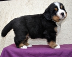 m brown 5 weeks 6