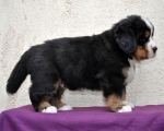 m brown 5 weeks 8