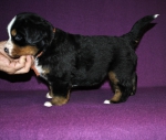 f orang 4 weeks 5