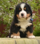 5 weeks 5 