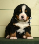 m blue 4 weeks