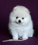 7 weeks 3 