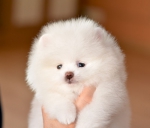 7 weeks
