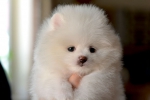 7 weeks 