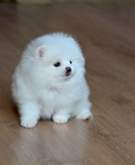 7 weeks 1