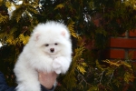 8 weeks