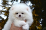 8 weeks 1