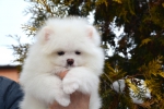 8 weeks  