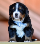 4 weeks 2 
