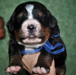 m blue 14 days