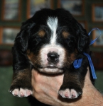 m blue 3 weeks