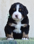4 weeks 3