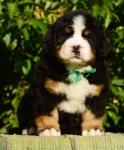 5 weeks 1
