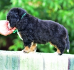 5 weeks 2