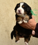 m green 3 weeks