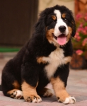 11 weeks
