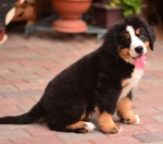 11 weeks 