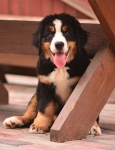 11 weeks 1