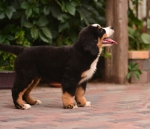 11 weeks 2