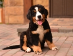 11 weeks 4
