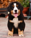 11 weeks 6
