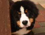 12 weeks 