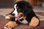 12 weeks 10