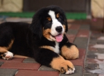 12 weeks 8