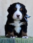 4 weeks 2