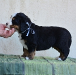 4 weeks 3