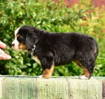 5 weeks 5